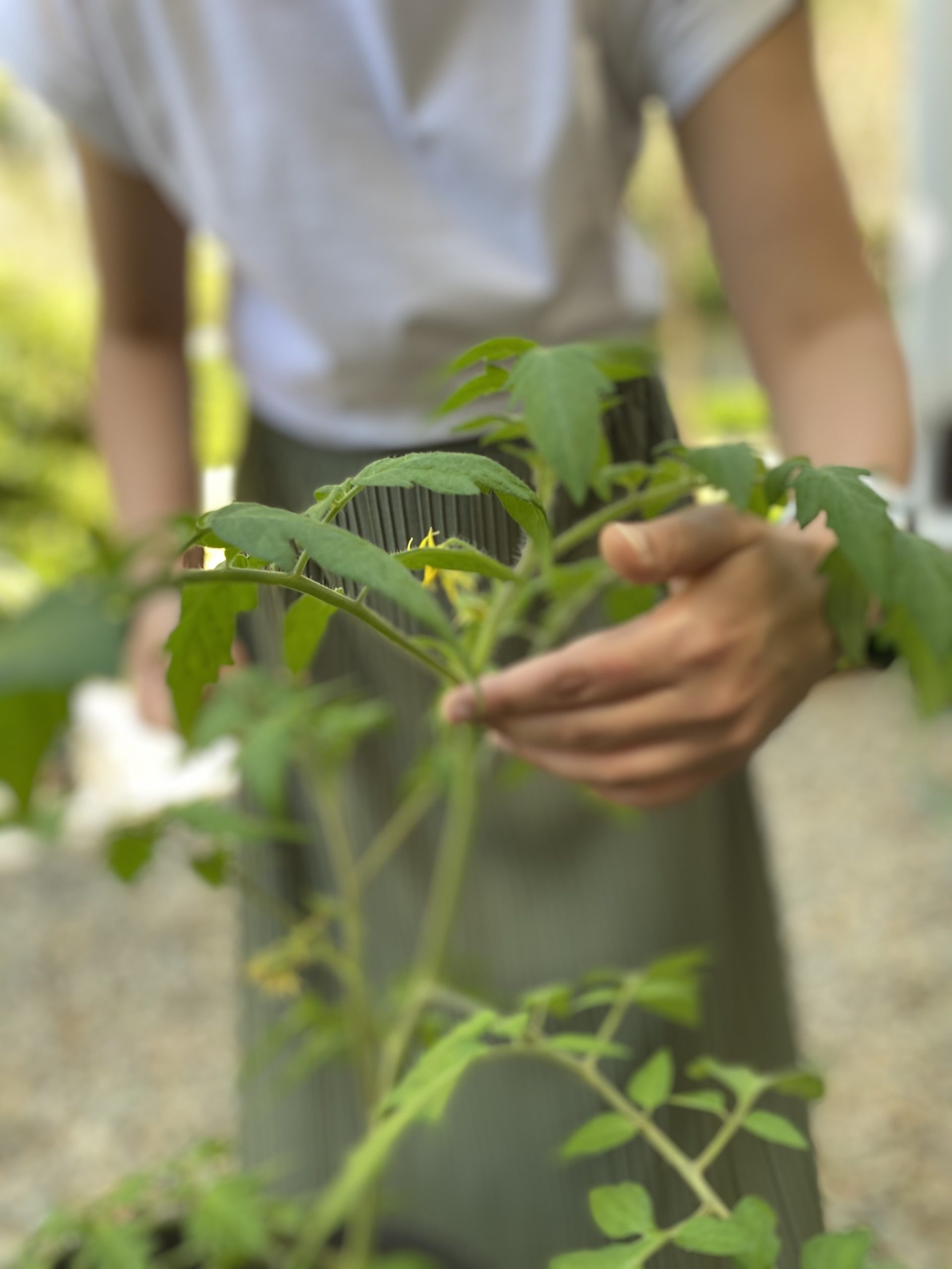 Growing vegetables evokes present moment awareness. In the photo, Syma Ahmed is tending to her tomato plant at her home in Sydney, Australia